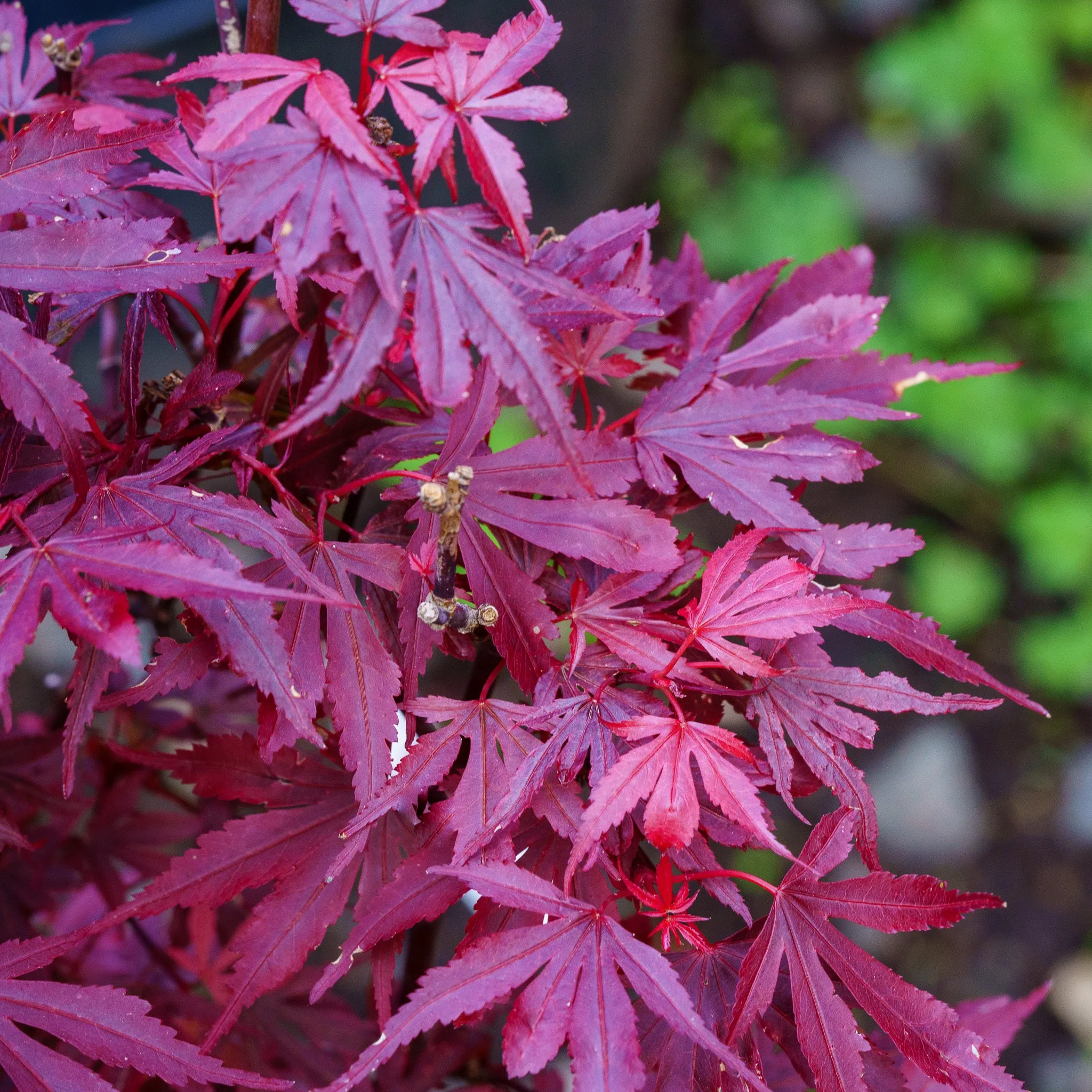 Fireball Japanese Maple