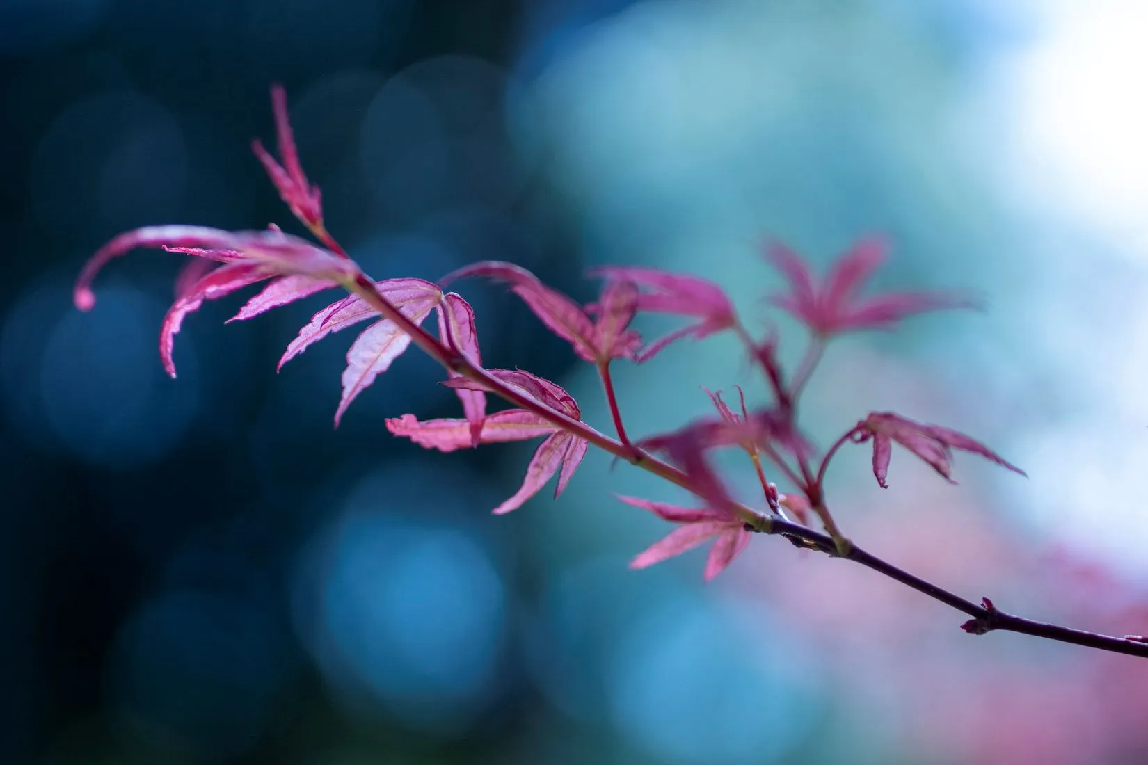 Fireball Japanese Maple