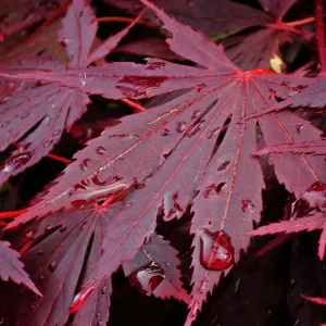 Fireball Japanese Maple