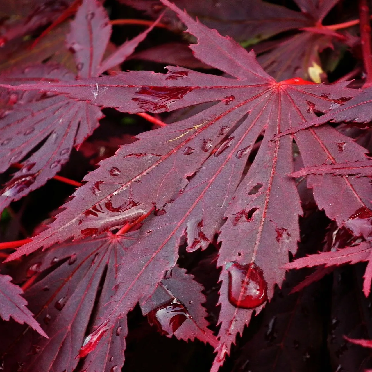 Fireball Japanese Maple