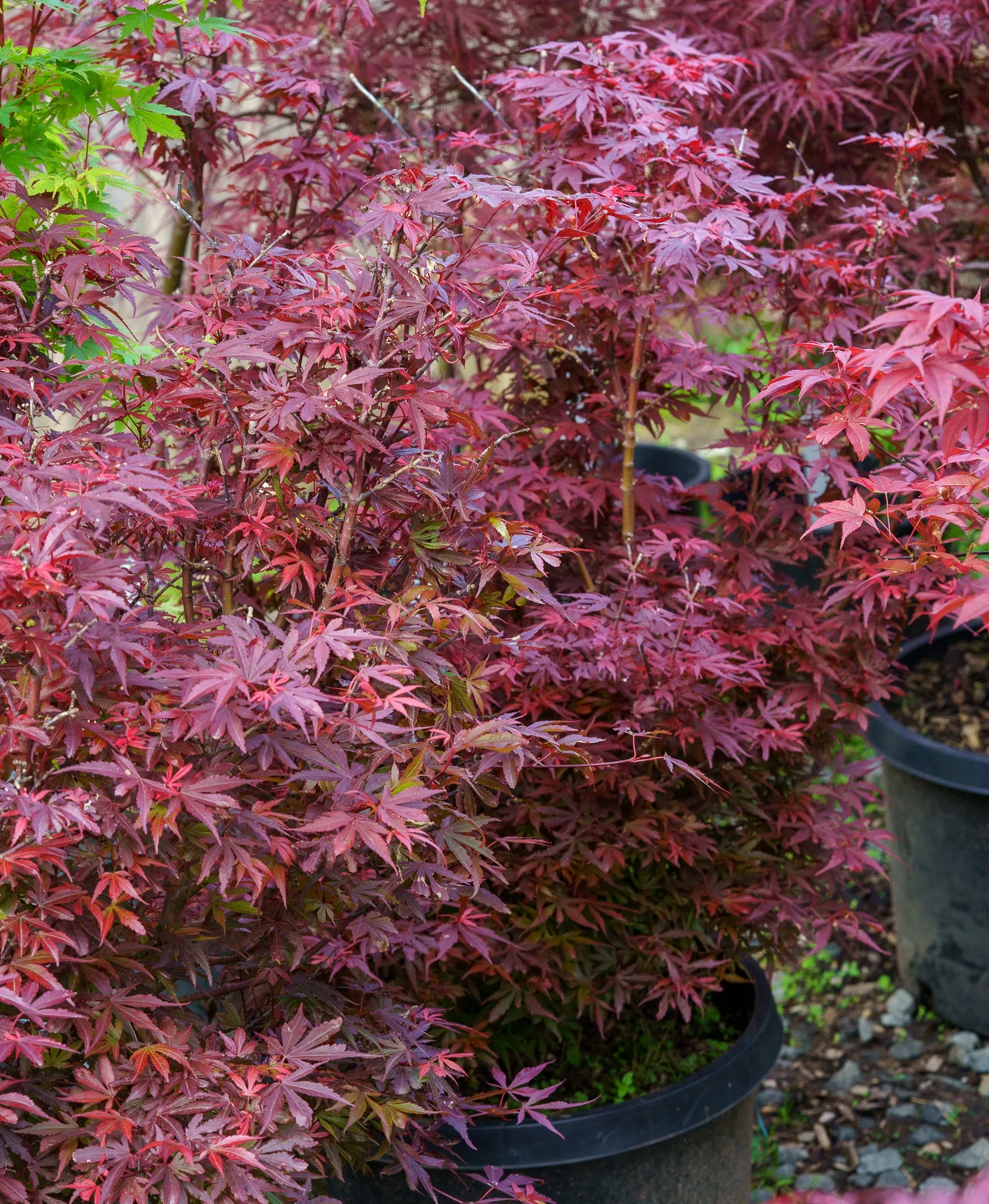 Fireball Japanese Maple