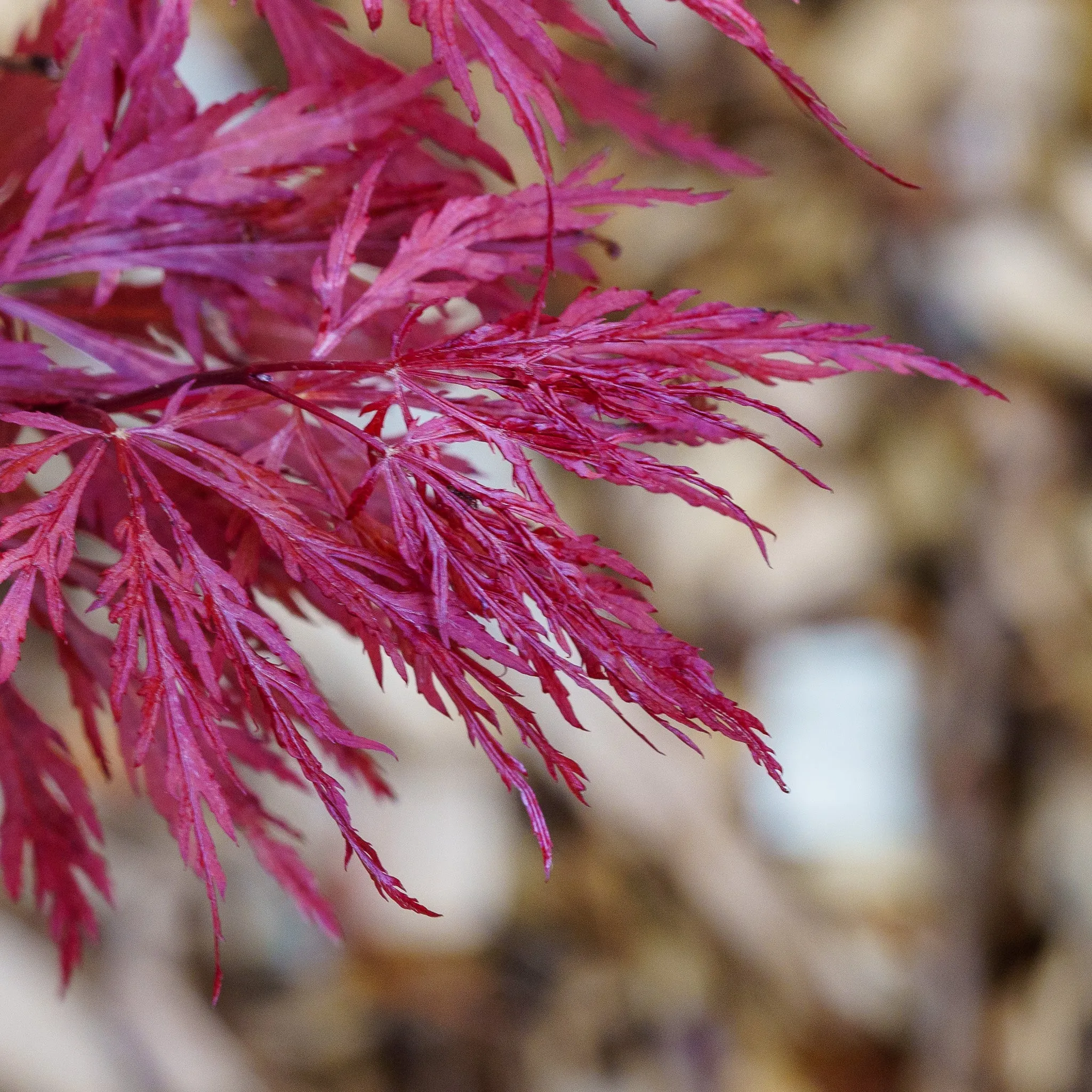 Red Dragon Japanese Maple