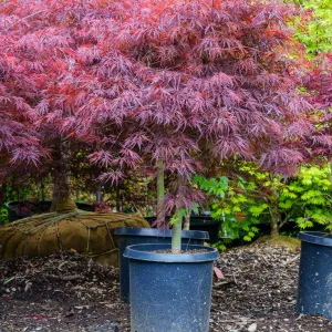 Red Dragon Japanese Maple