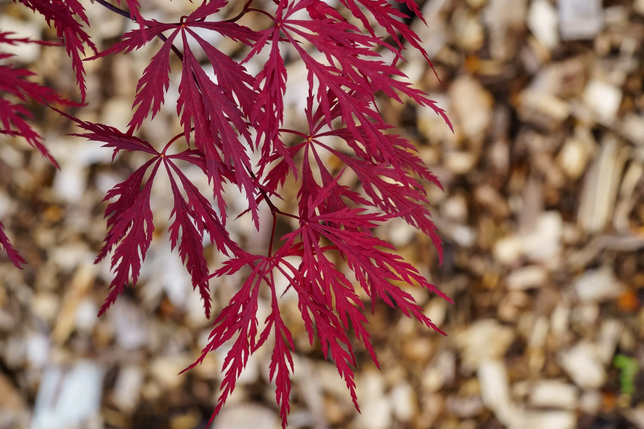 Red Dragon Japanese Maple