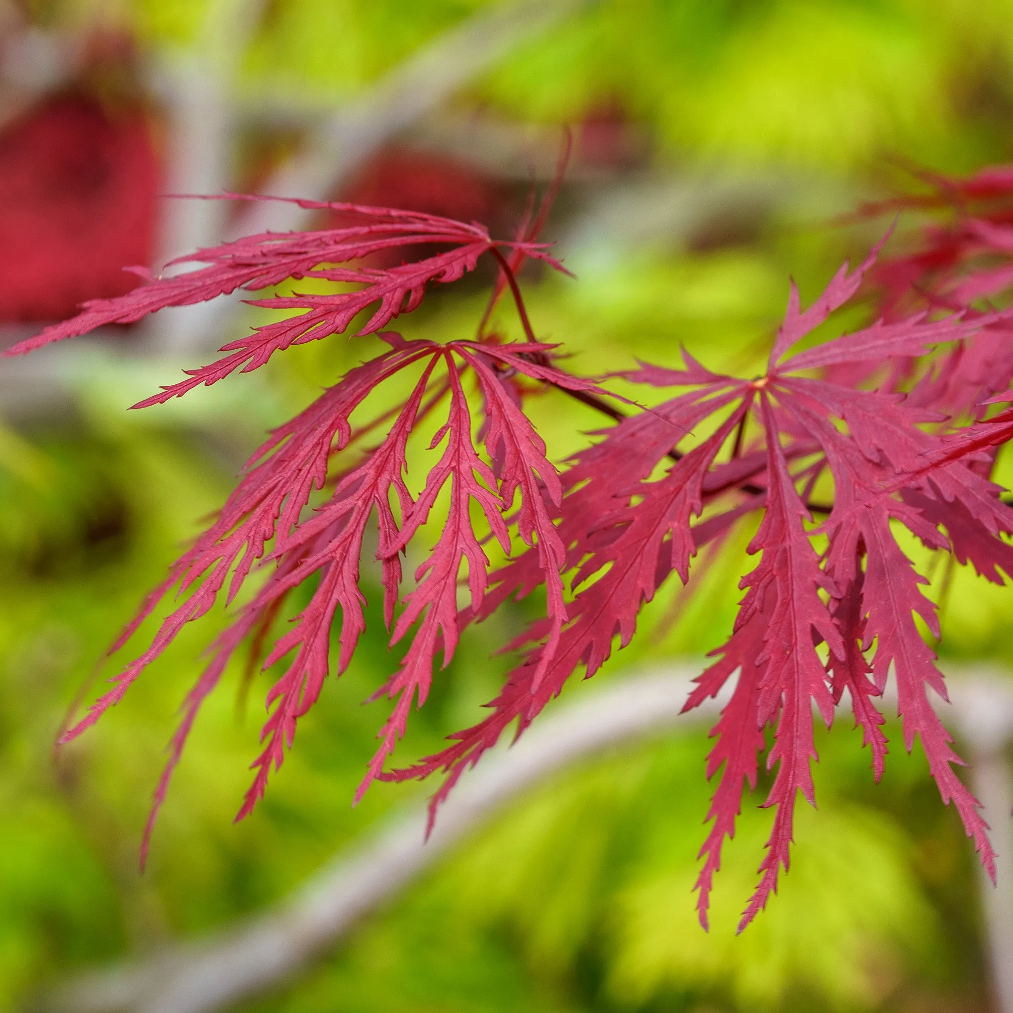 Red Dragon Japanese Maple